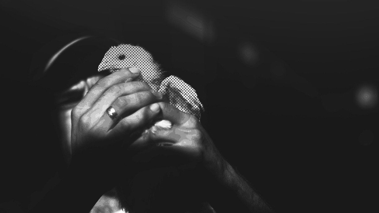 Mass Mortality and Regulatory Gaps: Can Syria’s Poultry Sector Survive the Harsh Climate?